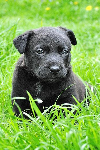 Black puppy sitting in grass