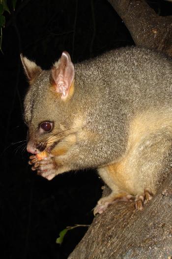brush-tail possum eating  