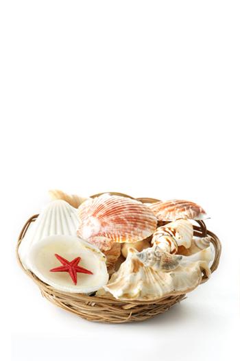 basket of shells