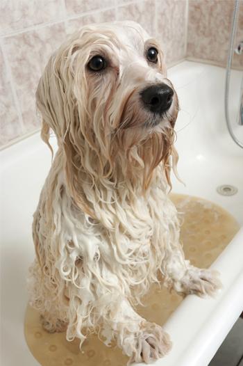 Wet dog in the bath