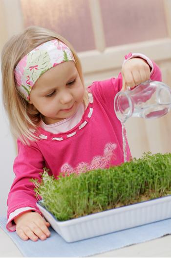 Young girl watering wheat sprouts