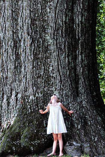 Young girl looking up at a tall tree behind her.