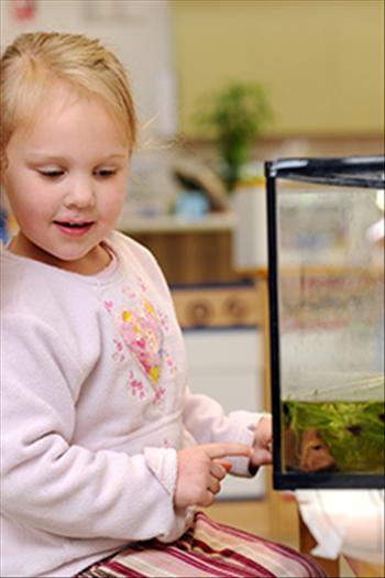 Young girl looking into a fish tank